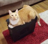 Kitty on PC 02.jpg