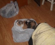 Cleo in plastic bag yes.JPG