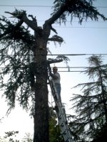 Tree Hugger006.jpg