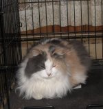 Cleo In Cage.jpg
