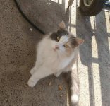 411 Cleo cute pic.jpg