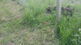 garden fence wounded.jpg