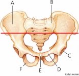 A4pelvis.jpg