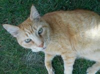 kitty_071915.jpg