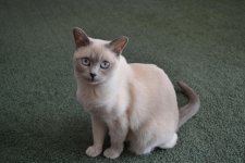 DSC_0513.jpg