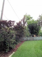 Ficus Removal 8.jpg