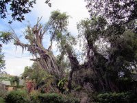 Ficus Removal 9.jpg