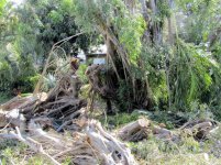 Ficus Removal 11.jpg