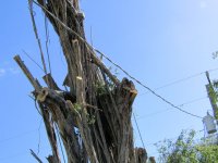Ficus Removal 13.jpg