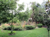 Ficus Removal 19.jpg