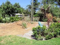 Ficus Removal 31.jpg