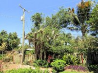 Ficus Removal 32.jpg