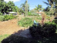 Ficus Removal 34.jpg