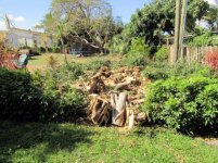 Ficus Removal 35.jpg