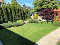 pictures of front yard just before mowing it.jpg