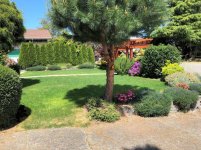 pictures of front yard just before mowing it 4.jpg