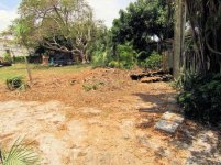 Ficus Removal 28.jpg