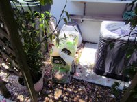 Back Yard 8.jpg