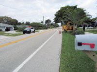 Ficus Removal 24.jpg