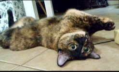 Lola Cat-2.jpg