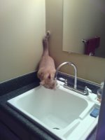 Kitty on Sink 01.jpg