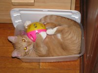 Kitty in Toy Box 02.jpg