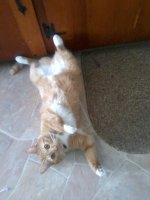Kitty on Floor 03.jpg