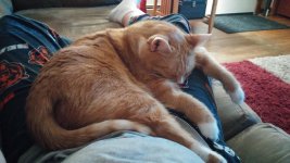Kitty in Lap 05a.jpg