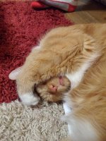 Kitty on Rug 06A.jpg