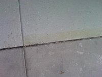 IMG00319-20110304-1808.jpg