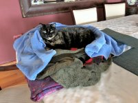 her bed on dining table during power outage.jpg