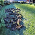 more critter damage front yard.jpg