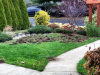 raccoons tore up our front lawn again.jpg