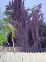 Hat Racked Ficus.jpg