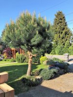 trimmed pine tree.jpg