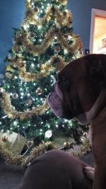 IMG-20181209-WA0001.jpg