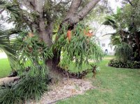 2019-2 Fern Fall 17.jpg