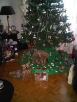 IMG00222-20101224-0848.jpg