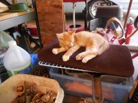 shop cat (1).jpg