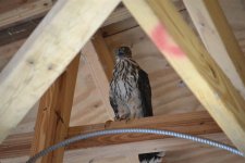 shop hawk 003 (Medium) (2) (Medium).JPG