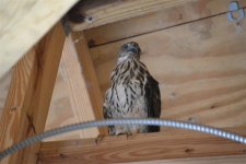 shop hawk 006 (Medium).JPG