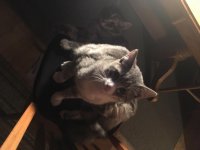 scratchcat.jpg