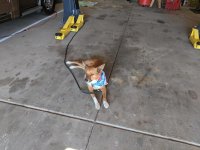 garage dog.jpg