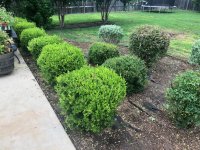 Flower Beds 2.jpg