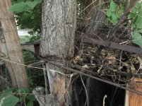 4 - Bedframe around tree.jpg