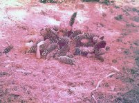Sequoia National Park Sugar Pine Cones.jpg