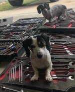 garagedogs.jpg