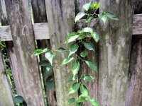 Brazilian Flame Vine.jpg