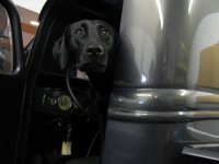 dog 2.JPG