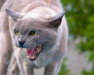 Mean cat.jpg